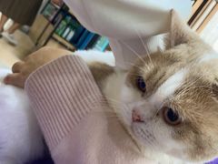 -伟伟宠物医院·瑞派猫友好医院·猫科(光谷店)