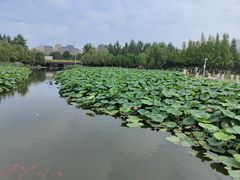 -前关湿地公园