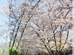 -高东镇樱花园