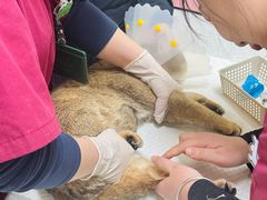 -纳吉亚猫专科动物医院博雅分院