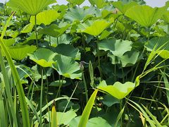 -鉴湖国家城市湿地公园