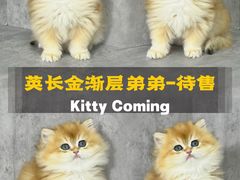 -小猫来了·猫舍(红山六九七九店)