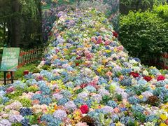 -上海共青森林公园