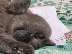 -芭比堂动物医院·犬猫全科·异宠专科(雁塔分院)