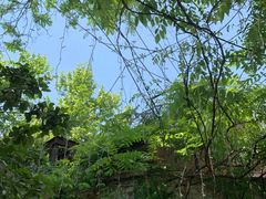 -春树下·院子露台西餐厅(中隐于市店)