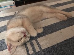 -东方名猫馆·英短金渐层布偶猫舍(环线广场1号楼店)