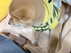 -逗柴咖啡屋·狗咖猫咖宠物桌游