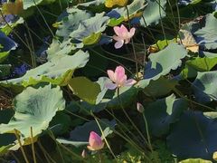 -荔湾湖公园