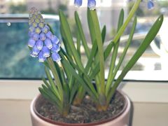 -双季花艺园艺市场(浦东店)