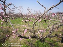 -南汇老顾农家乐采摘大团水蜜桃采摘店