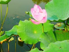 -莲花池公园