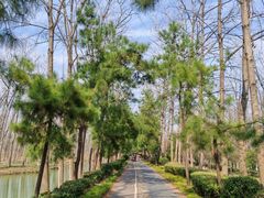 -合肥滨湖国家森林公园