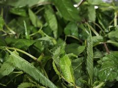 -黔府豆米火锅野菜馆(南马店)