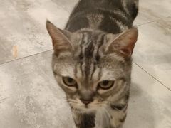 -楼上猫咖(罗湖店)