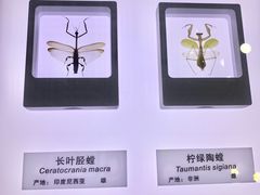 -上海昆虫博物馆