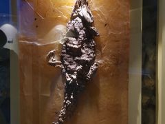 -辽宁古生物博物馆