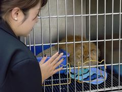 -美联众合爱康动物医院•复杂内科•肿瘤科•牙科•腔镜诊疗中心