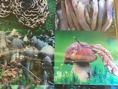 -野菌园·野生菌火锅首创第一家(关兴路总店)