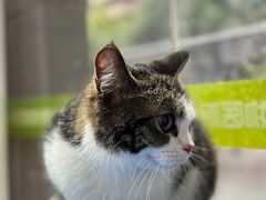 -瑞鹏宠物医院·夜间急症·心超·猫科(祖庙分店)