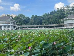 -荔湾湖公园