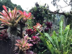 -深圳仙湖植物园