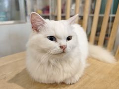 -楼上猫咖(罗湖店)