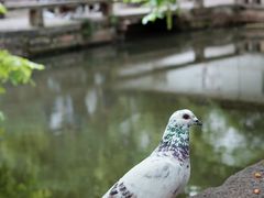 -西园寺