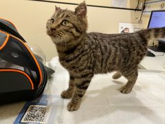 -萌兽医馆·犬猫专科·眼科中心·宠物医院(朝阳门分院)