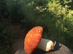 -帽儿山国家森林公园