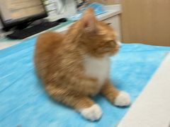 -瑞派·关忠动物医院·猫专科·犬专科(三环新城店)