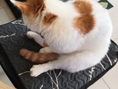 -平行世界·猫咖(首经贸店)