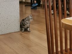 大堂-有猫主题·治愈系猫咖(曾厝垵店)