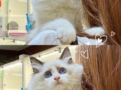 -lincat·猫舍(广州店)