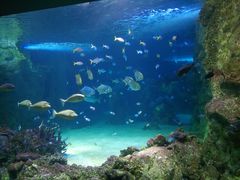 -悉尼海洋生物水族馆