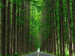 -黄海国家森林公园