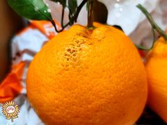 -麦德龙(嘉定店)