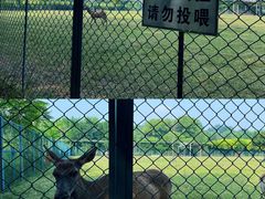 -南海子公园
