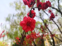 -绿岛公园(滨海新区)