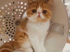 -袖虎·猫馆(体育西路店)