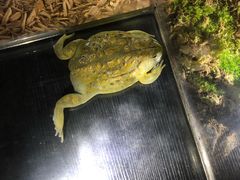 -萌宠奇缘