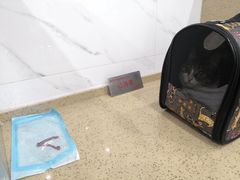 -伟伟宠物医院·CT影像中心·瑞派犬猫综合性门诊(汉口总院)