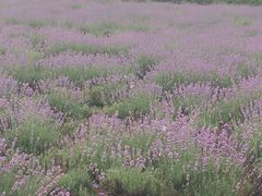 -曲江薰衣草庄园