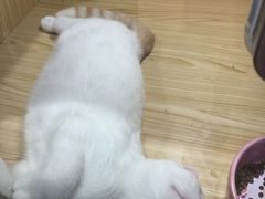 -屋虎猫馆(宝安大仟里店)