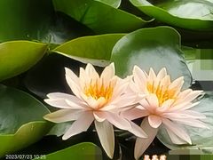 -大宁公园