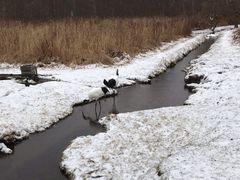 -钏路市丹顶鹤自然公园
