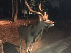 -清迈夜间动物园