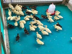 -广州长隆飞鸟乐园