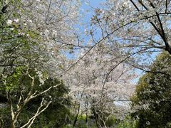 -苏州上方山国家森林公园