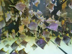 -青石桥花鸟鱼虫市场(叠翠城店)