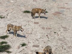 -西霞口神雕山野生动物世界